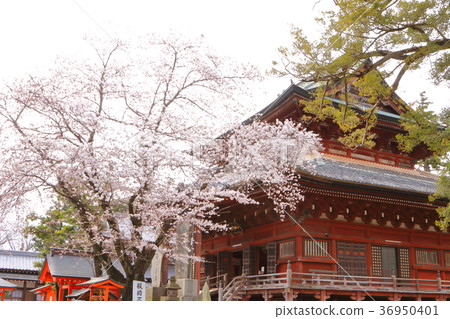 Itabashi Fudoson of spring Sakura Itabashi Fudoson of spring Sakura 36950401