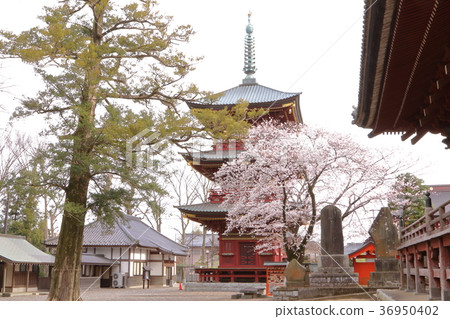 Itabashi Fudoson of spring Sakura Itabashi Fudoson of spring Sakura 36950402