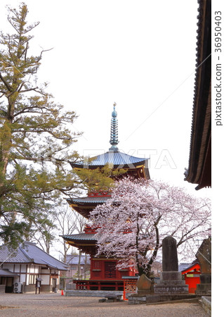 Itabashi Fudoson of spring Sakura Itabashi Fudoson of spring Sakura 36950403