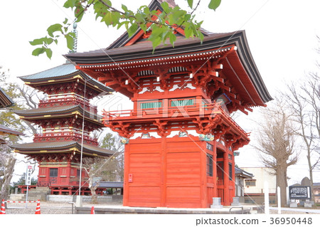 Itabashi Fudoson of spring Sakura Itabashi Fudoson of spring Sakura 36950448
