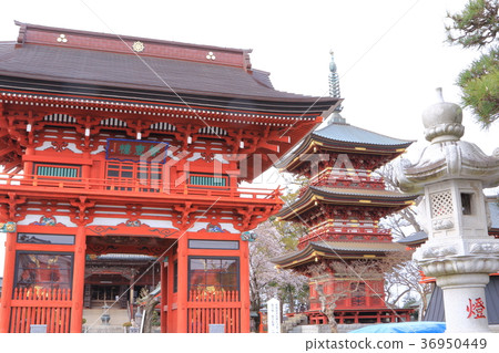 Itabashi Fudoson of spring Sakura Itabashi Fudoson of spring Sakura 36950449