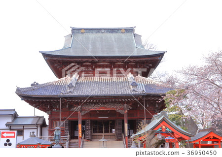 Itabashi Fudoson of spring Sakura Itabashi Fudoson of spring Sakura 36950450