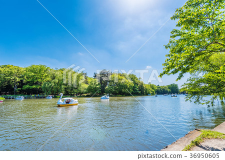 新鮮的綠色Shakujii公園 36950605