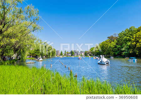 Fresh green Shakujii Park 36950608