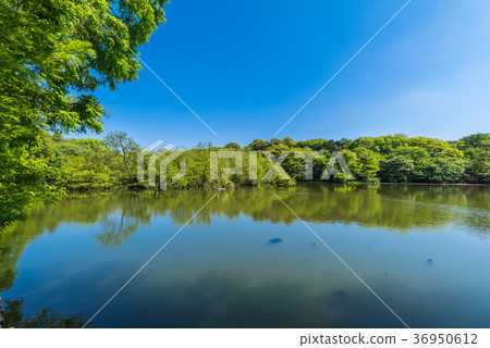 Ishigami Park Sanhoji Pond 36950612