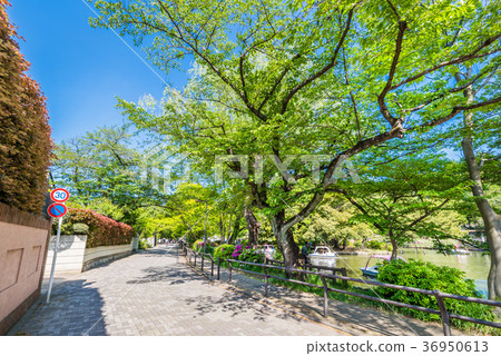 Ishigami Iike周圍的木板路 36950613