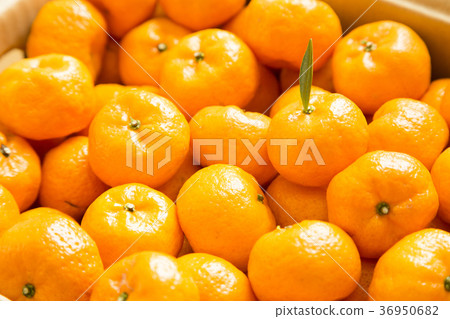 Kagoshima special product Sakurajima small orange Kagoshima special product Sakurajima small orange 36950682
