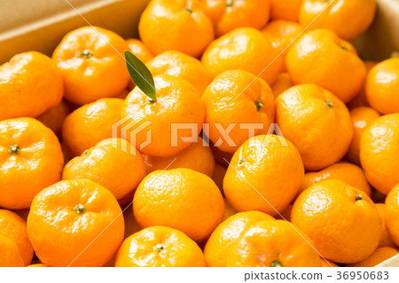 Kagoshima special product Sakurajima small orange 36950683