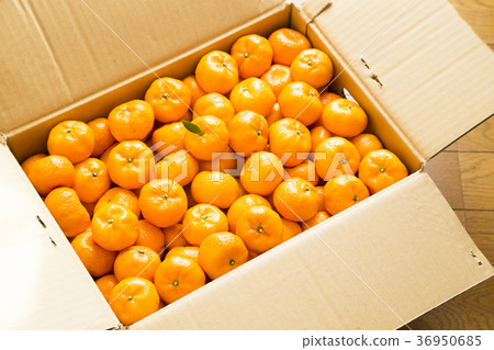 鹿兒島特產櫻島小橙 36950685