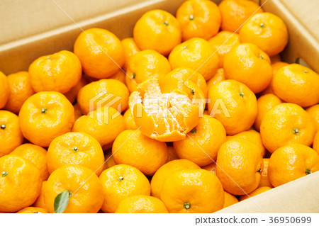 鹿兒島特產櫻島小橙 36950699