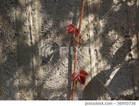 Red leaf of Ivy tree on old cement wall 36950736