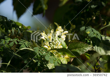 White flower of Horse radish tree White flower of Horse radish tree 36950742