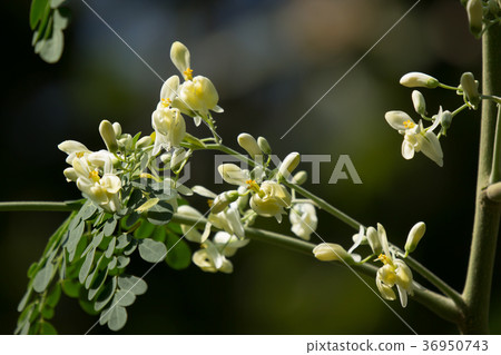 White flower of Horse radish tree White flower of Horse radish tree 36950743