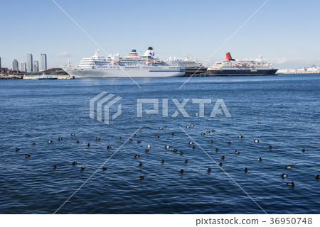 Seabird and Osanbashi Bridge in Yokohama Port 36950748
