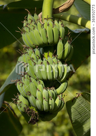 Small bord on Pink flower Powder Puff Small bord on Pink flower Powder Puff 36950773