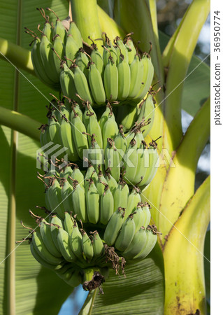 Small bord on Pink flower Powder Puff  36950774