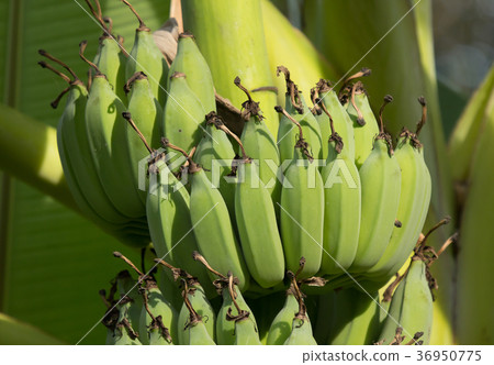 Small bord on Pink flower Powder Puff Small bord on Pink flower Powder Puff 36950775