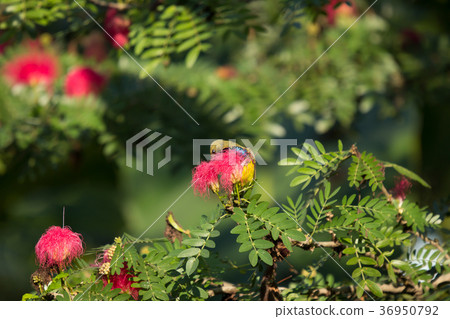 Small bord on Pink flower Powder Puff Small bord on Pink flower Powder Puff 36950792