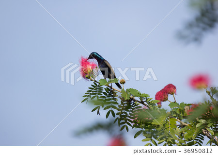 Small bord on Pink flower Powder Puff  36950812