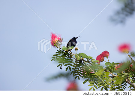 Small bord on Pink flower Powder Puff Small bord on Pink flower Powder Puff 36950815