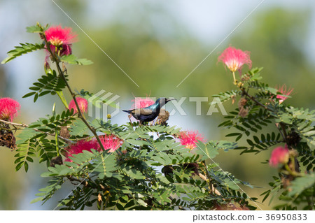 Small bord on Pink flower Powder Puff Small bord on Pink flower Powder Puff 36950833