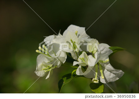 White Bougainvillea flower in dark background 36950836