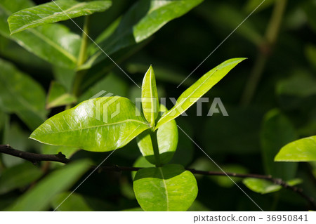 Close up young Green leaf of Red ixora flower 36950841