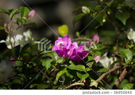 Pink  Bougainvillea flower in dark background 36950848