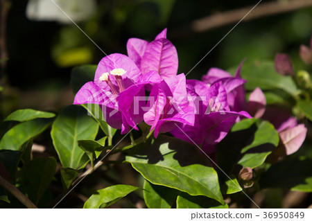 Pink Bougainvillea flower in dark background Pink Bougainvillea flower in dark background 36950849