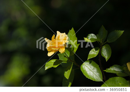 Yellow Hibiscus Flower in black dard background Yellow Hibiscus Flower in black dard background 36950851