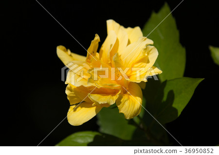 Yellow Hibiscus Flower in black dard background Yellow Hibiscus Flower in black dard background 36950852