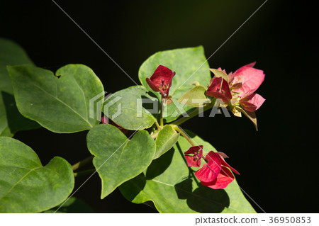 Pink Bougainvillea flower in dark background Pink Bougainvillea flower in dark background 36950853