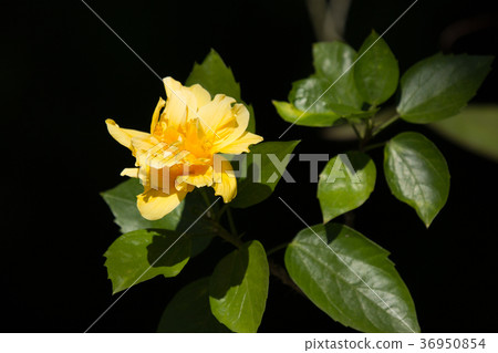 Yellow Hibiscus Flower in black dard background 36950854