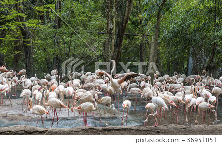 Flamingos in a zoo Flamingos in a zoo 36951051