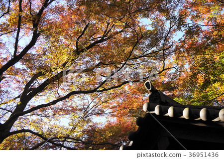 Kamakura Yusen-ji Temple Autumn leaves Kamakura Zuisenji-temple Autumn Leaves 36951436