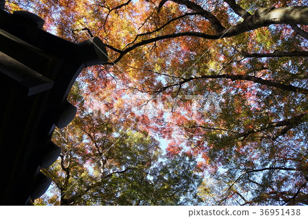 Kamakura Yusen-ji Temple Autumn leaves Kamakura Zuisenji-temple Autumn Leaves 36951438