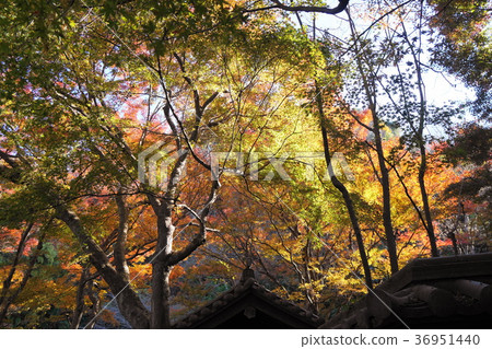 Kamakura Yusen-ji Temple Autumn leaves Kamakura Zuisenji-temple Autumn Leaves 36951440