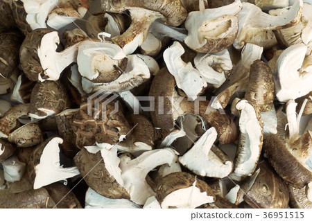 cutted shiitake mushrooms are drying in the sun. 36951515
