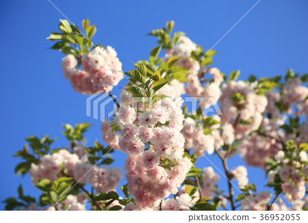 Double cherry blossoms in full bloom Double cherry blossoms in full bloom 36952055