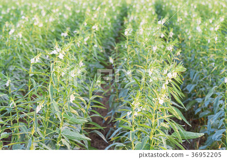 Sesame on tree in plant Sesame on tree in plant 36952205