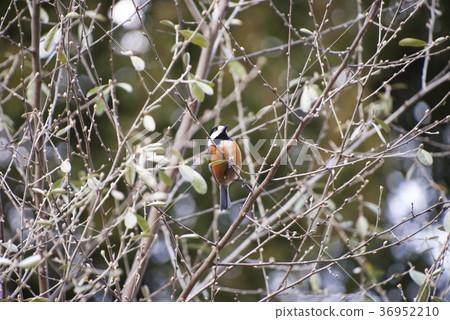 野豬和春天森林 36952210