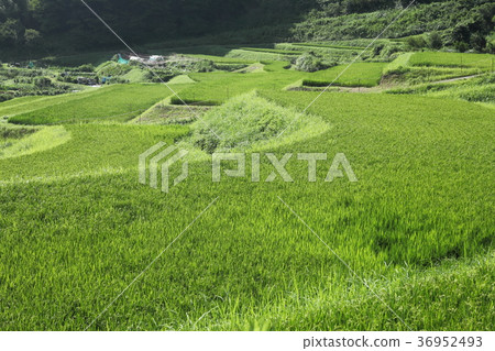  Hase山谷的水稻梯田 36952493