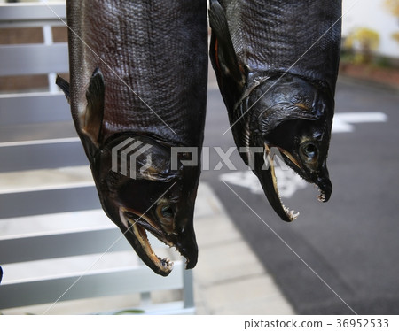 A winter tradition, hanging salmon A winter tradition, hanging salmon 36952533