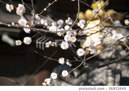 White plum blossoms and shrine 36952649