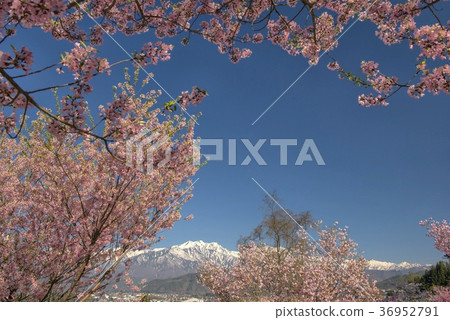 櫻花和山。 36952791