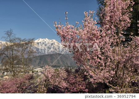Cherry blossoms and Mt. 36952794