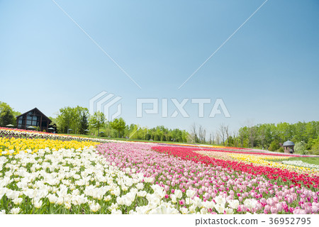 Clear tulip field 36952795