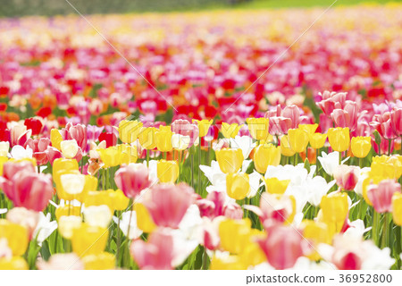 Tulip field 36952800