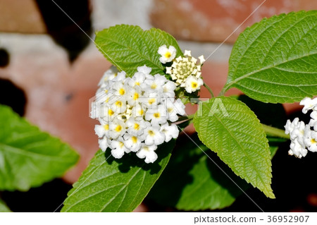 White Lantana blooming in Mitaka Nakahara, Mitaka City, Tokyo 36952907