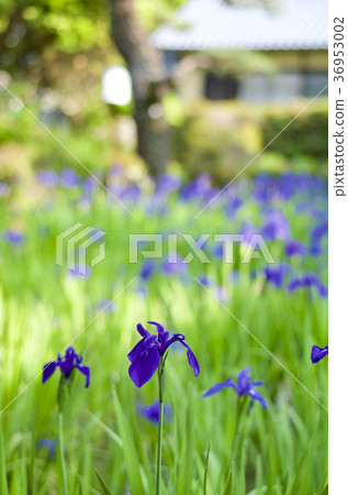 知立市歷史遺址Yabashi Bridge Kakibata 知立市歷史遺址Yabashi Bridge Kakibata 36953002